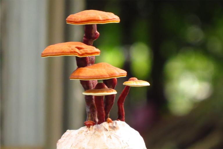 reishi mushrooms growing in a bonsai shape